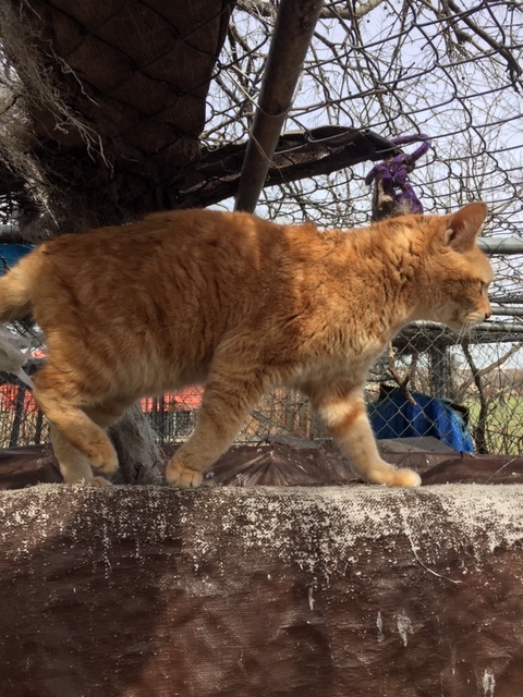 trevor, an adoptable Domestic Medium Hair in Haslet, TX, 76052 | Photo Image 1