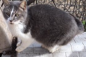 kinsi, an adoptable Domestic Medium Hair in Haslet, TX, 76052 | Photo Image 1