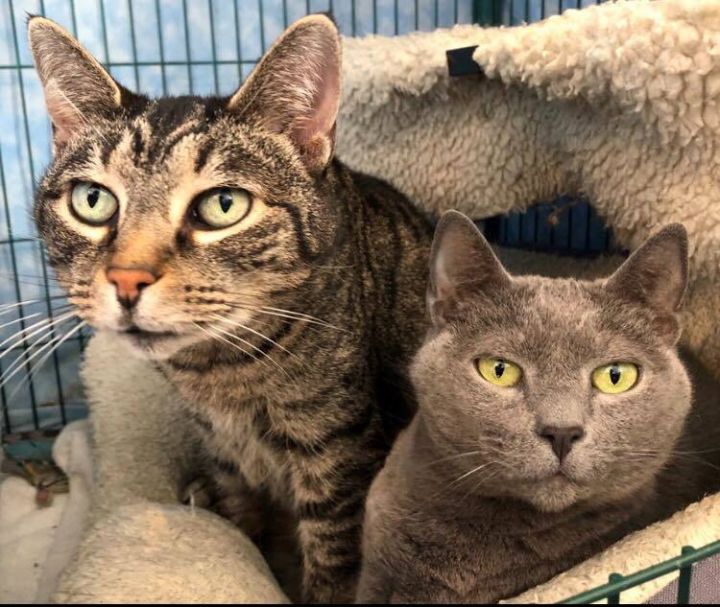 Cat For Adoption Lucy Ethel A Domestic Short Hair In Richmond