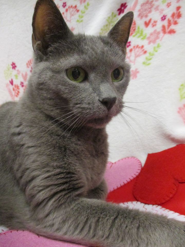 Cat For Adoption Lucy Ethel A Domestic Short Hair In Richmond