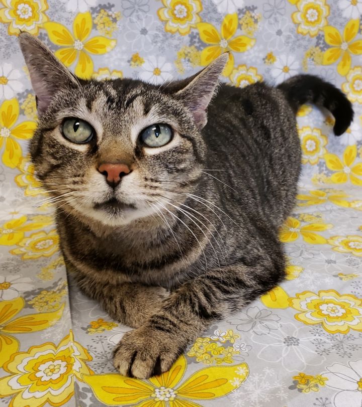 Cat For Adoption Lucy Ethel A Domestic Short Hair In Richmond