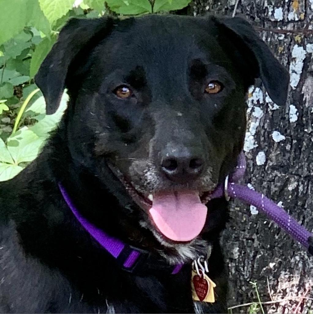 Shadow, an adoptable Labrador Retriever in Dallas, TX, 75201 | Photo Image 1