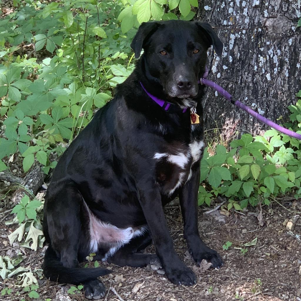 Shadow, an adoptable Labrador Retriever in Dallas, TX, 75201 | Photo Image 2