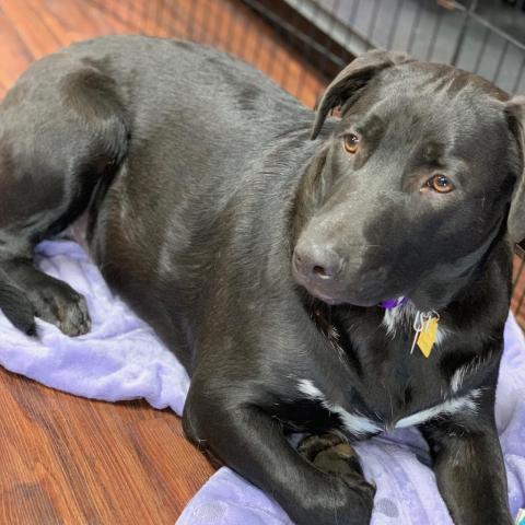 Shadow, an adoptable Labrador Retriever in Dallas, TX, 75201 | Photo Image 2