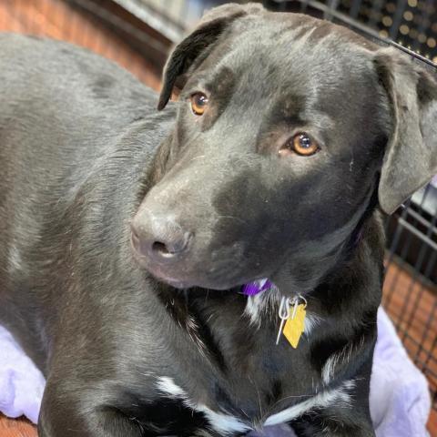 Shadow, an adoptable Labrador Retriever in Dallas, TX, 75201 | Photo Image 3