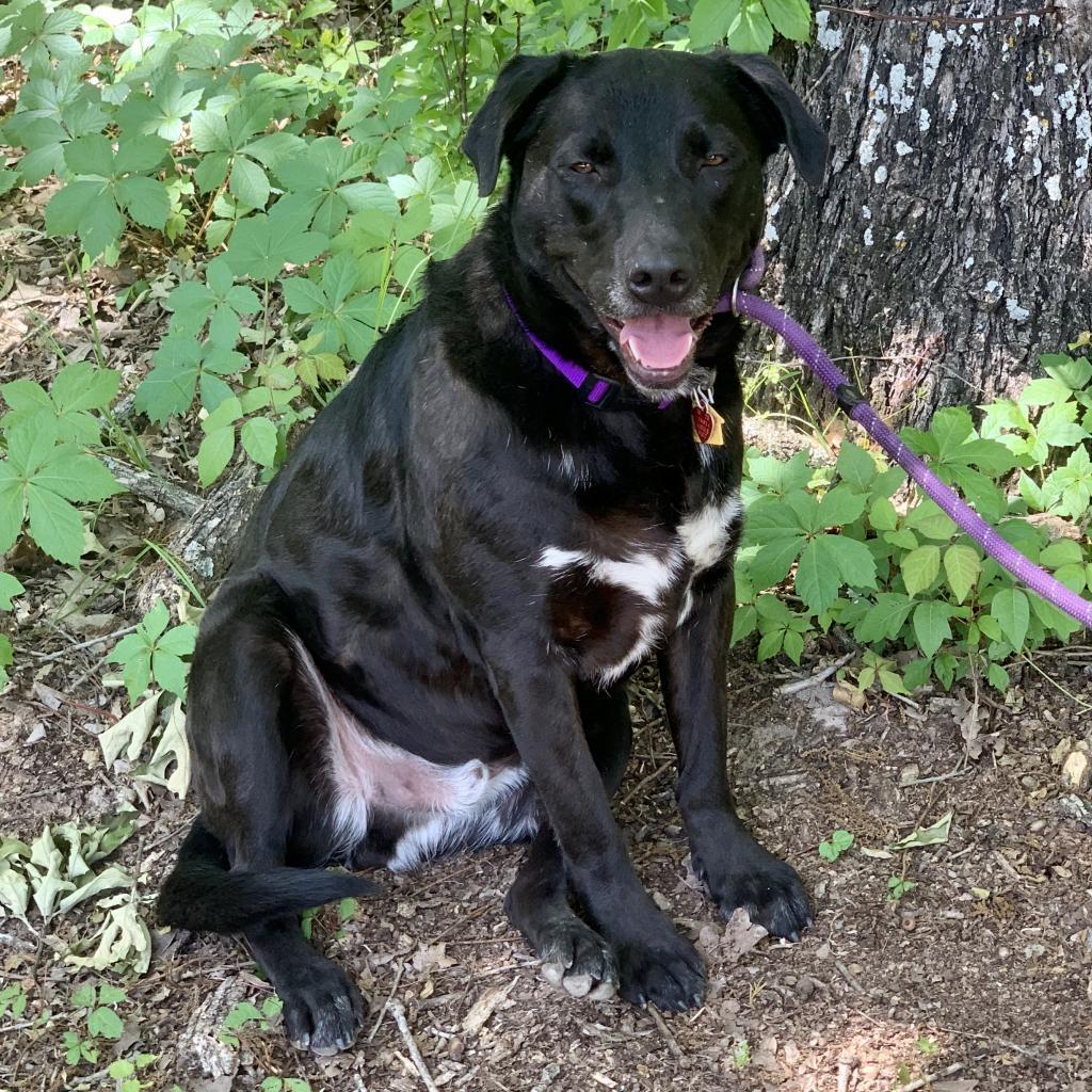 Shadow, an adoptable Labrador Retriever in Dallas, TX, 75201 | Photo Image 3