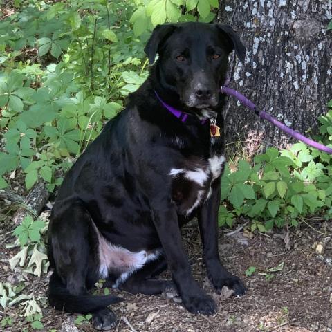 Shadow, an adoptable Labrador Retriever in Dallas, TX, 75201 | Photo Image 5