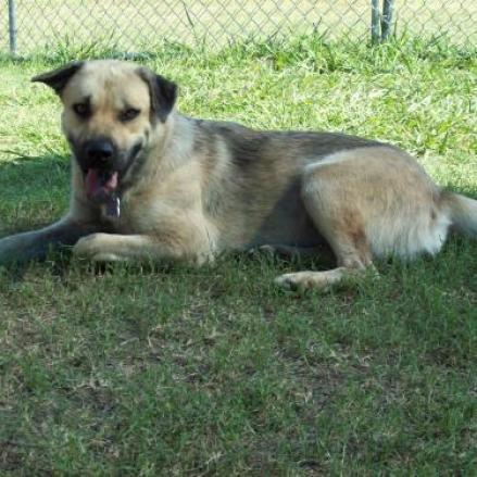 Smiley, an adoptable Yellow Labrador Retriever, Shepherd in Dallas, TX, 75201 | Photo Image 1