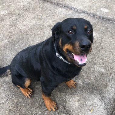 Gaspar, an adoptable Rottweiler in Port Charlotte, FL, 33952 | Photo Image 2