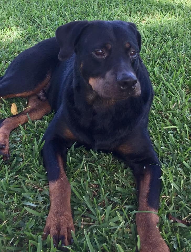 Gaspar, an adoptable Rottweiler in Port Charlotte, FL, 33952 | Photo Image 1