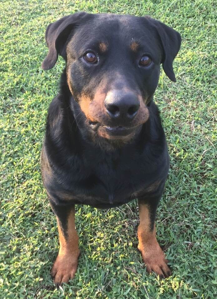 Gaspar, an adoptable Rottweiler in Port Charlotte, FL, 33952 | Photo Image 3