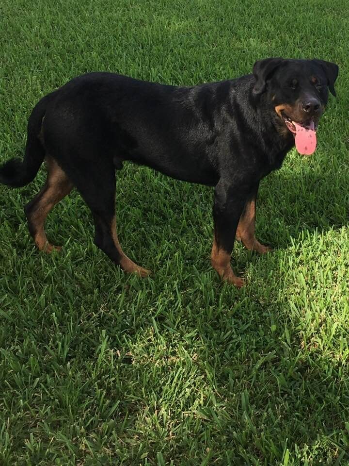 Gaspar, an adoptable Rottweiler in Port Charlotte, FL, 33952 | Photo Image 4