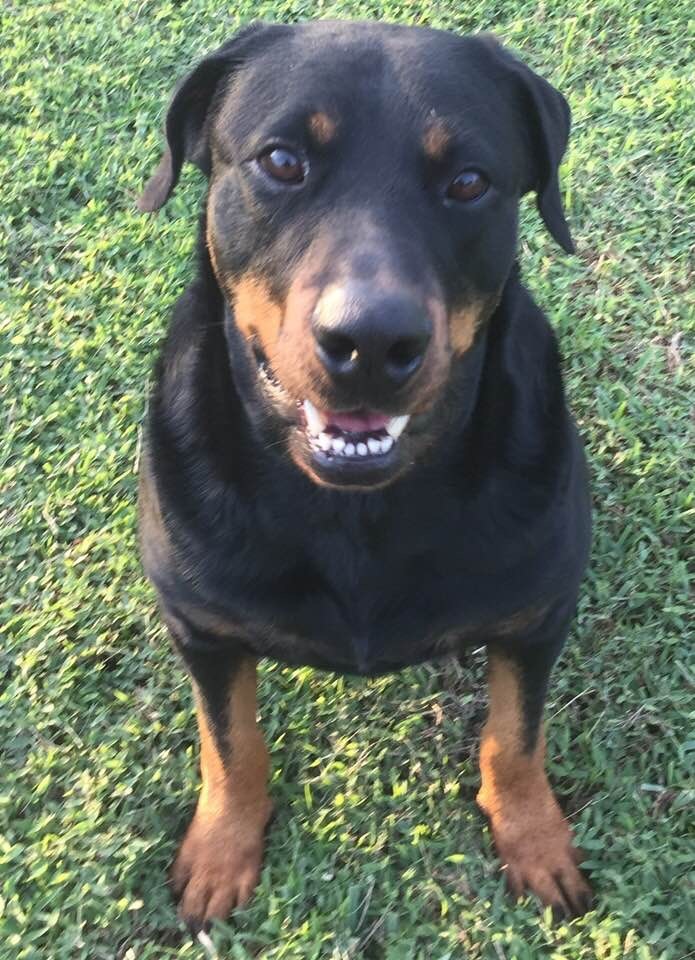 Gaspar, an adoptable Rottweiler in Port Charlotte, FL, 33952 | Photo Image 5