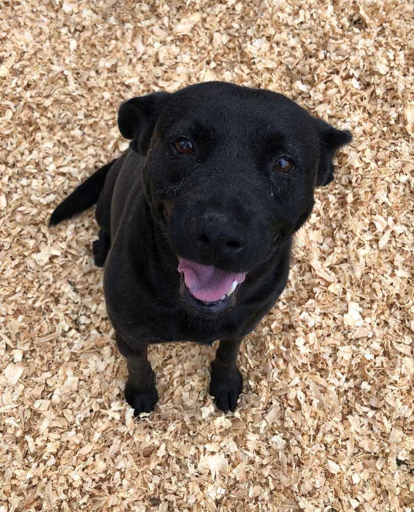 Salsa, an adoptable Terrier, Labrador Retriever in Troy, AL, 36081 | Photo Image 2