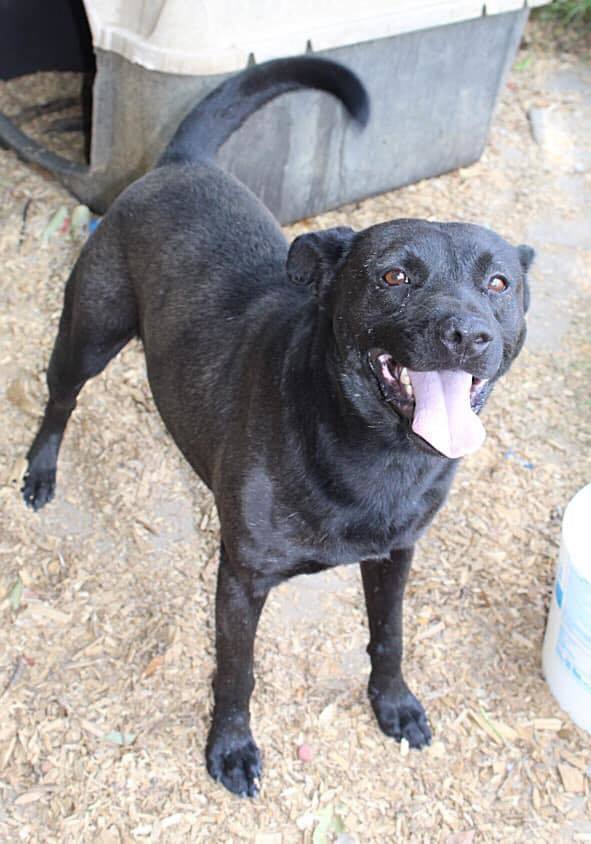 Salsa, an adoptable Terrier, Labrador Retriever in Troy, AL, 36081 | Photo Image 1