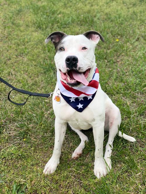 Dog For Adoption Puck A Pit Bull Terrier Cane Corso Mix