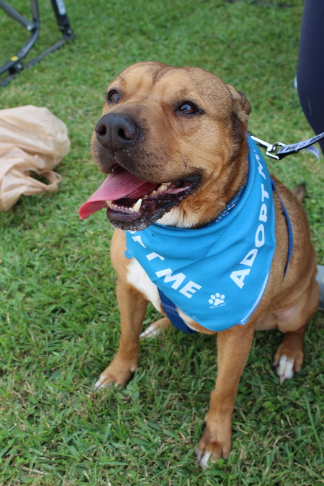 Hudson, an adoptable Shar-Pei, Terrier in Scott, LA, 70583 | Photo Image 1