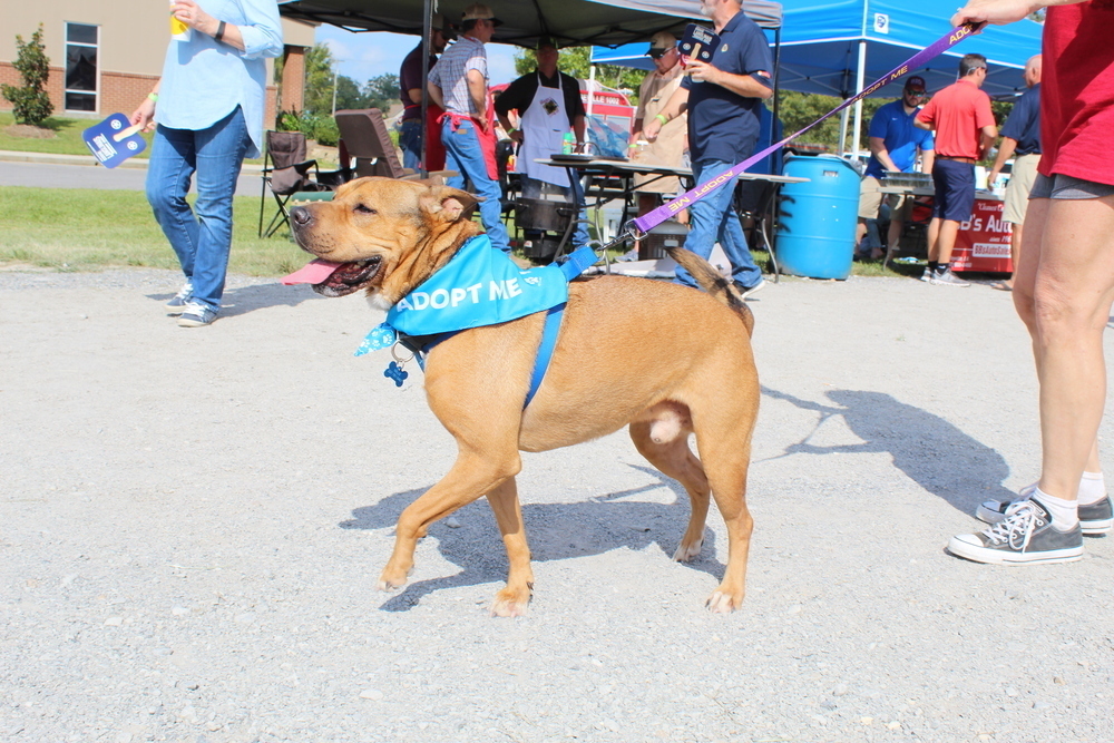 Hudson, an adoptable Shar-Pei, Terrier in Scott, LA, 70583 | Photo Image 2