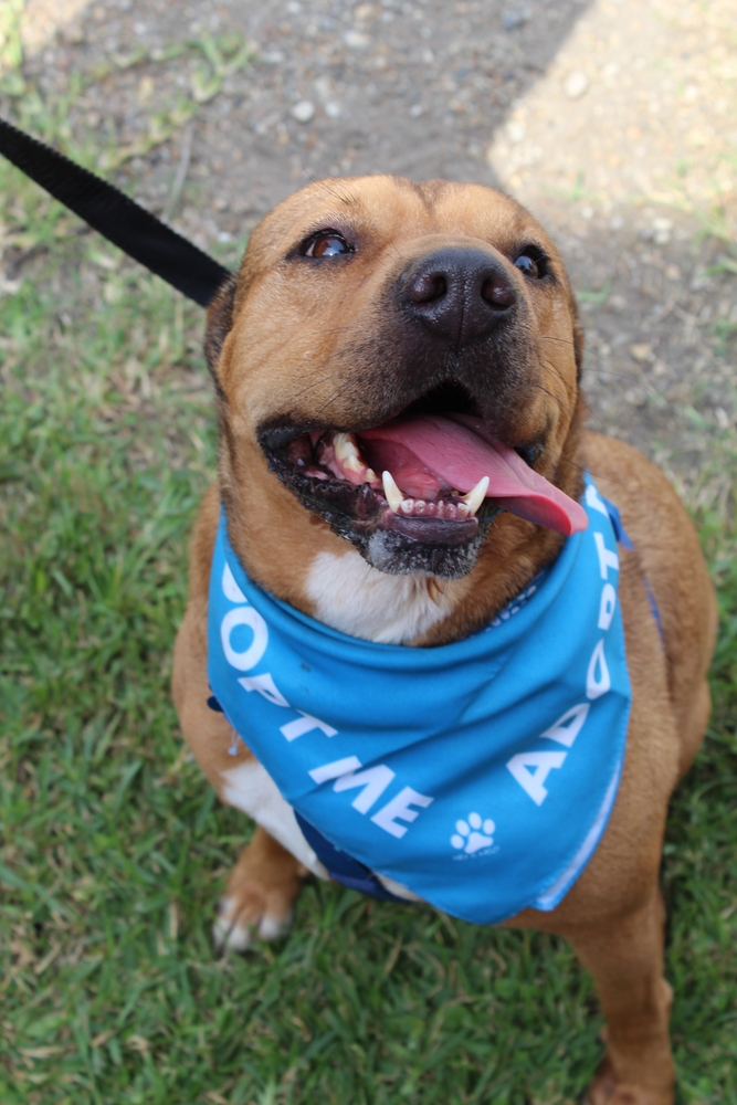 Hudson, an adoptable Shar-Pei, Terrier in Scott, LA, 70583 | Photo Image 3