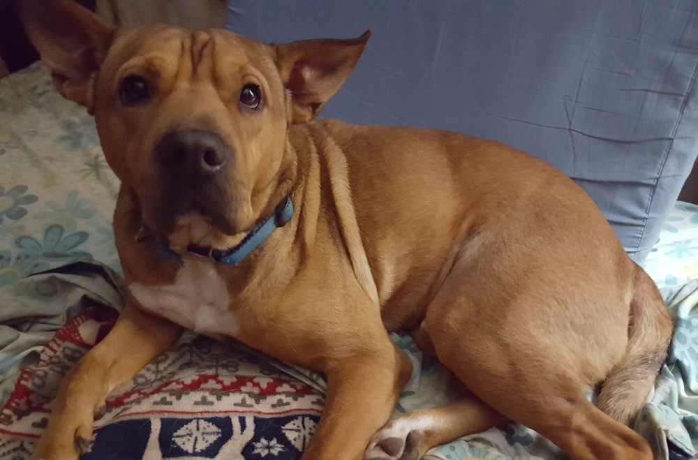 Hudson, an adoptable Shar-Pei, Terrier in Scott, LA, 70583 | Photo Image 4