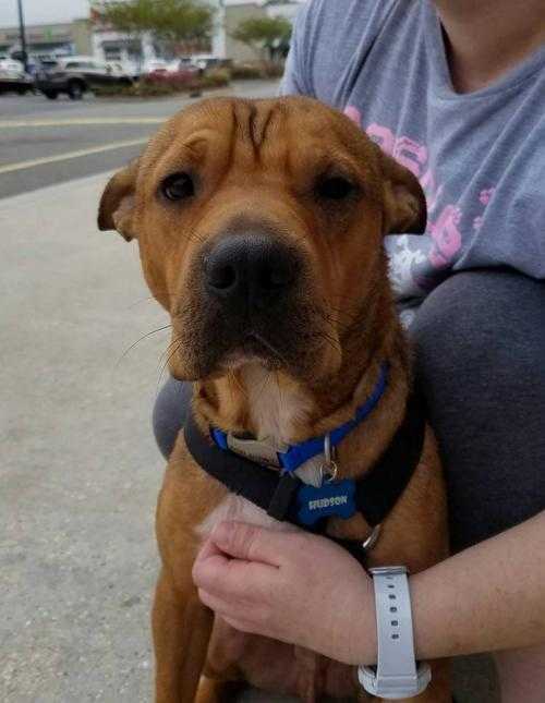 Hudson, an adoptable Shar-Pei, Terrier in Scott, LA, 70583 | Photo Image 5