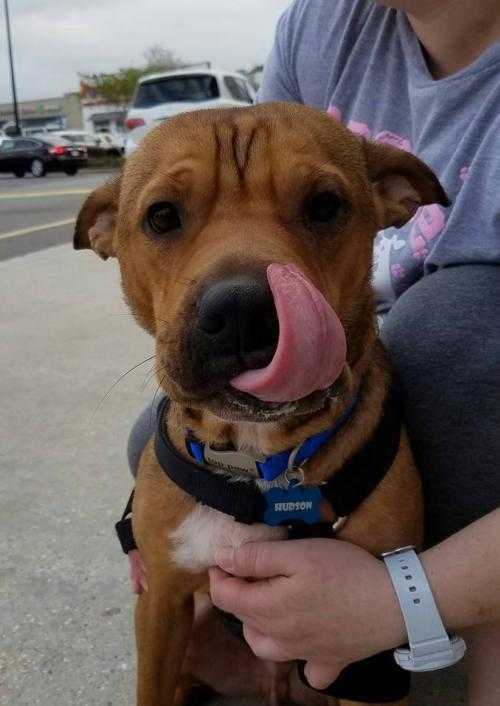 Hudson, an adoptable Shar-Pei, Terrier in Scott, LA, 70583 | Photo Image 6