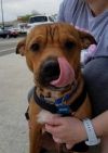 Hudson photo 6