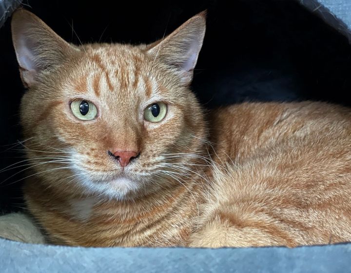 Leopold, an adoptable Domestic Short Hair in Charles Town, WV_image-3