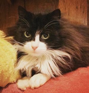 Cat For Adoption Sylvia A Domestic Long Hair Ragdoll Mix In