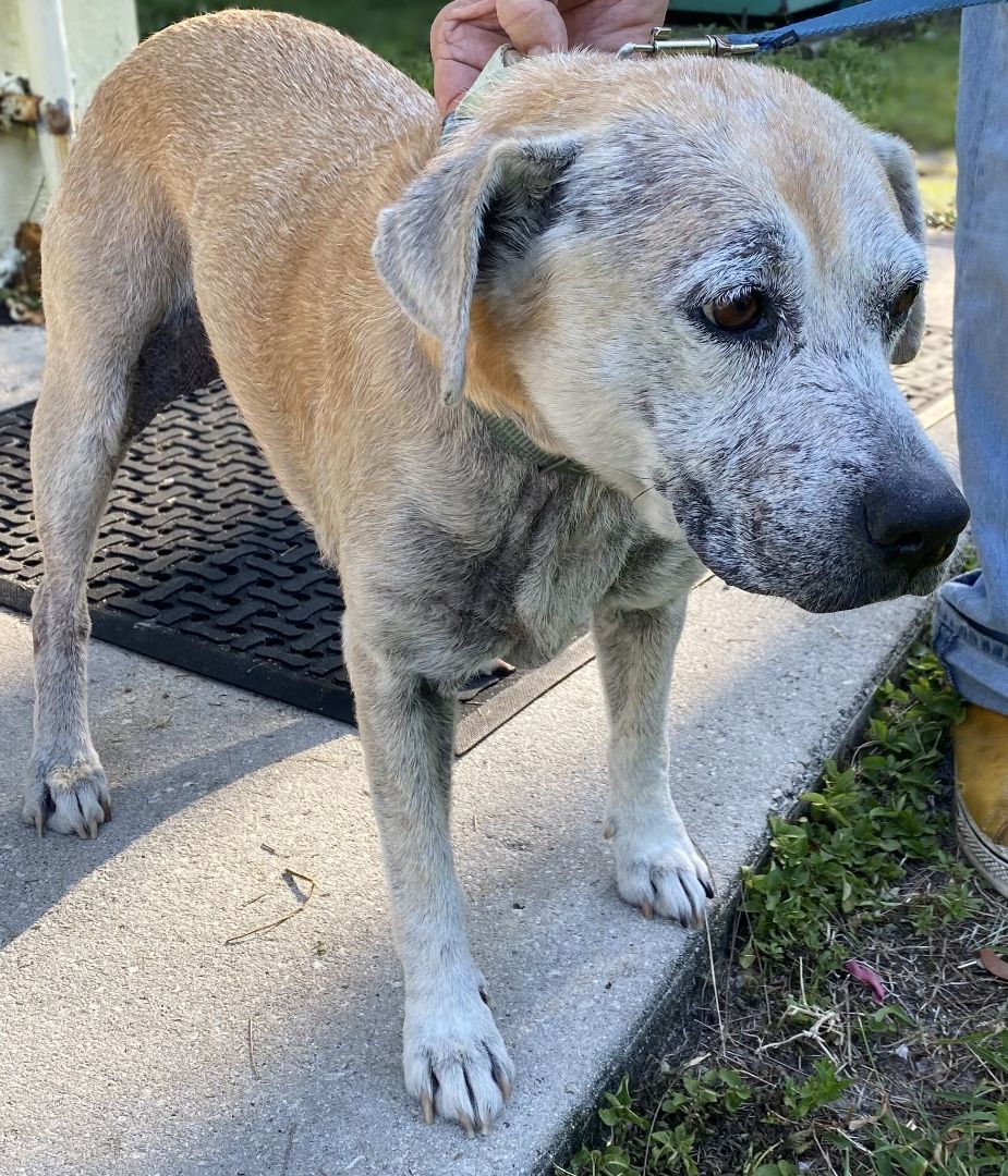 Bonita, an adoptable Labrador Retriever in Boca Raton, FL, 33431 | Photo Image 2