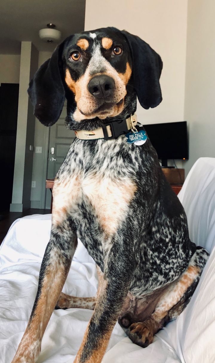 Boudro, an adopted Bluetick Coonhound in Aurora, CO_image-1