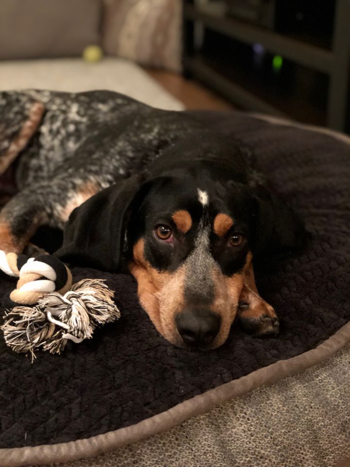 Boudro, an adopted Bluetick Coonhound in Aurora, CO_image-4