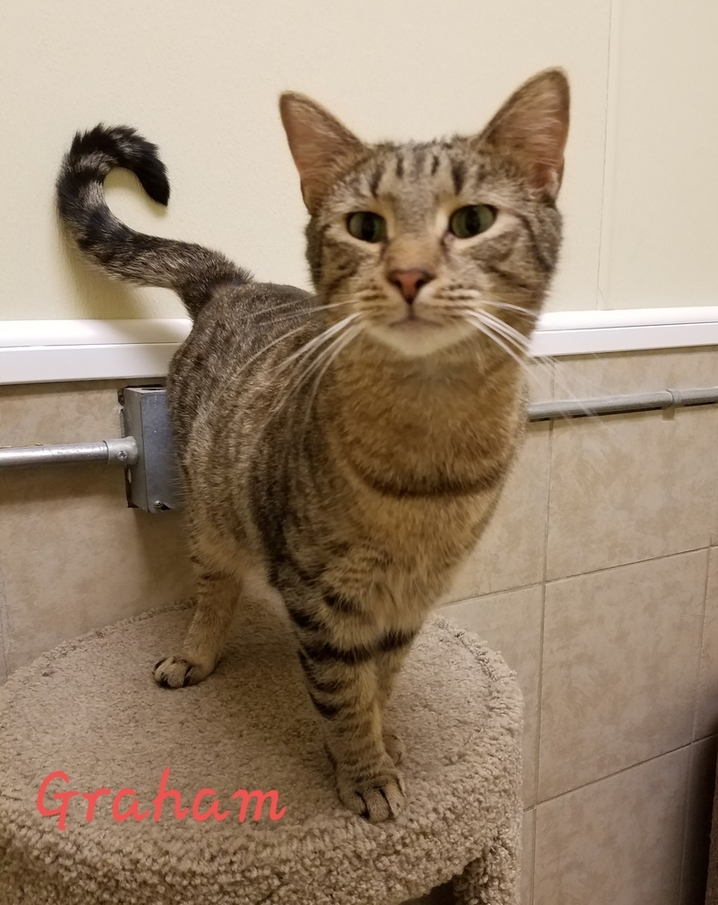 Graham, an adoptable Domestic Short Hair in Greene, NY, 13778 | Photo Image 1