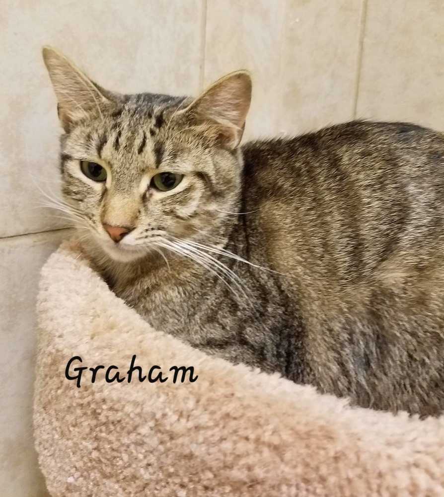 Graham, an adoptable Domestic Short Hair in Greene, NY, 13778 | Photo Image 2