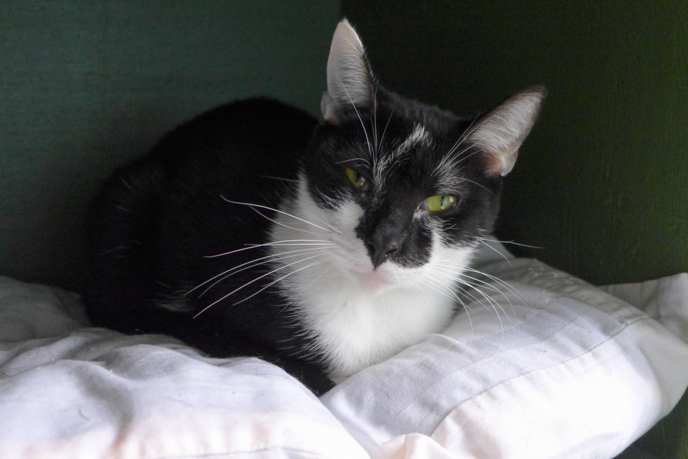 Conjure, an adoptable Domestic Short Hair in New Cumberland, WV, 26047 | Photo Image 1