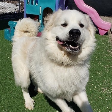 TITUS- Needs a foster/forever home!, an adoptable Great Pyrenees in Birmingham, MI, 48012 | Photo Image 1