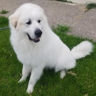 TITUS, an adoptable Great Pyrenees in Birmingham, MI, 48012 | Photo Image 1