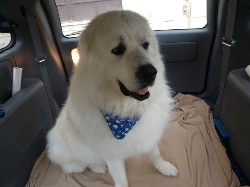 TITUS- Needs a foster/forever home!, an adoptable Great Pyrenees in Birmingham, MI, 48012 | Photo Image 3