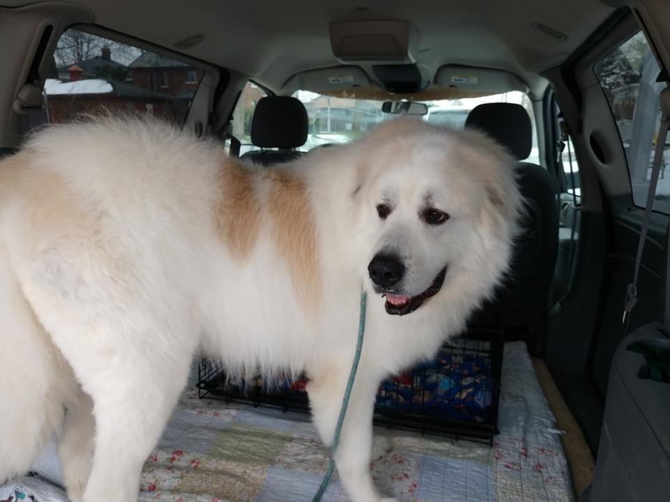 TITUS- Needs a foster/forever home!, an adoptable Great Pyrenees in Birmingham, MI, 48012 | Photo Image 4