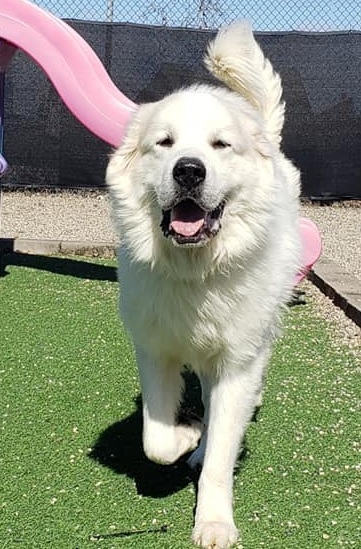 TITUS- Needs a foster/forever home!, an adoptable Great Pyrenees in Birmingham, MI, 48012 | Photo Image 5