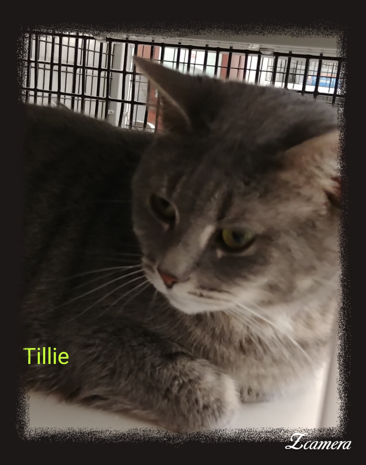 Tillie detail page