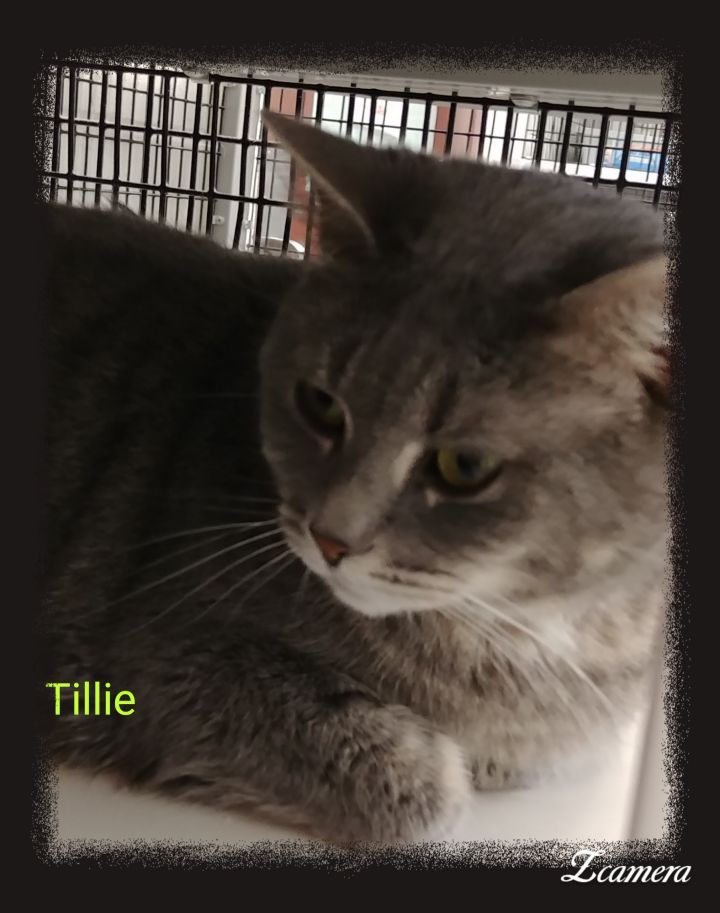 Tillie 1