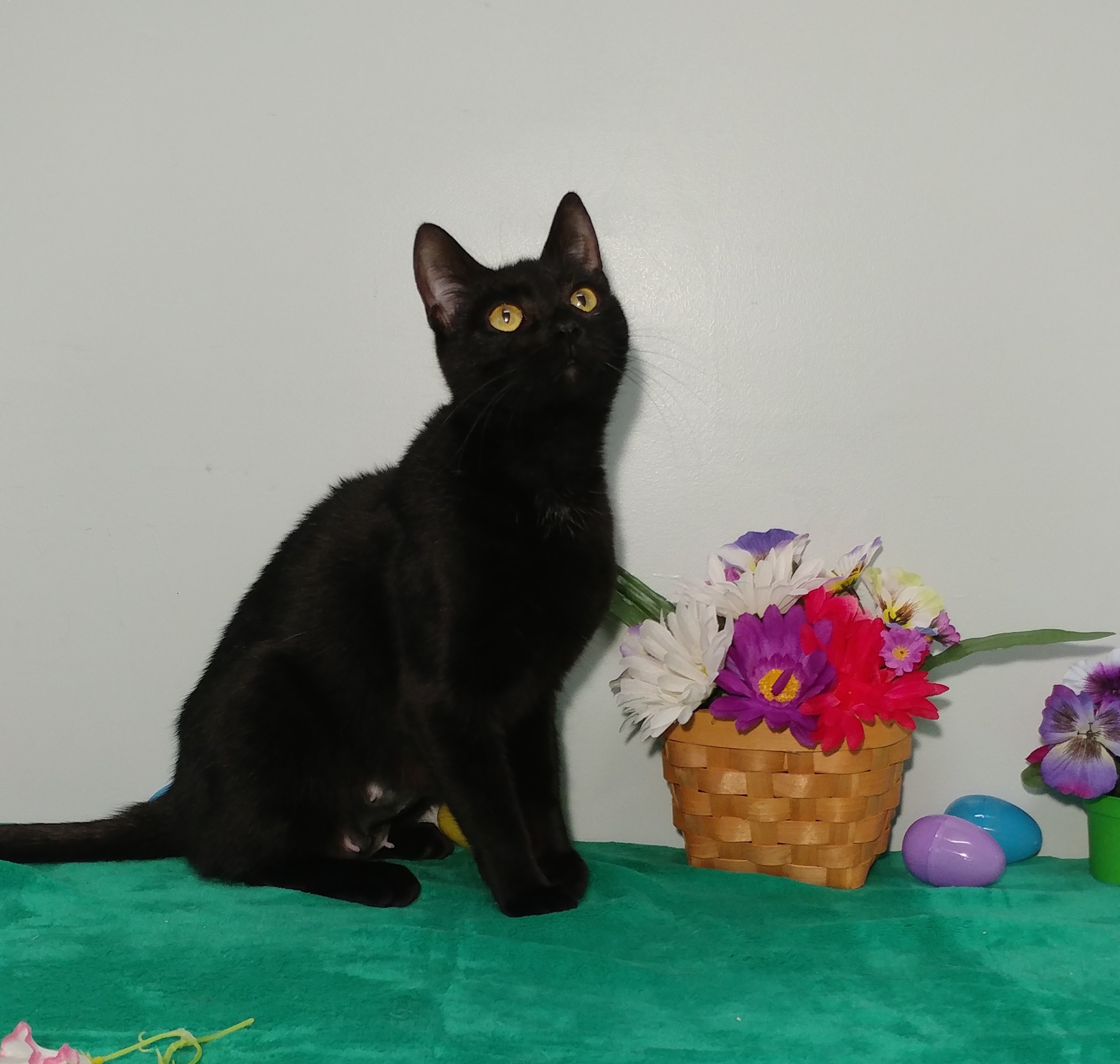 Rose, an adoptable Domestic Short Hair in Mount Vernon, OH, 43050 | Photo Image 2