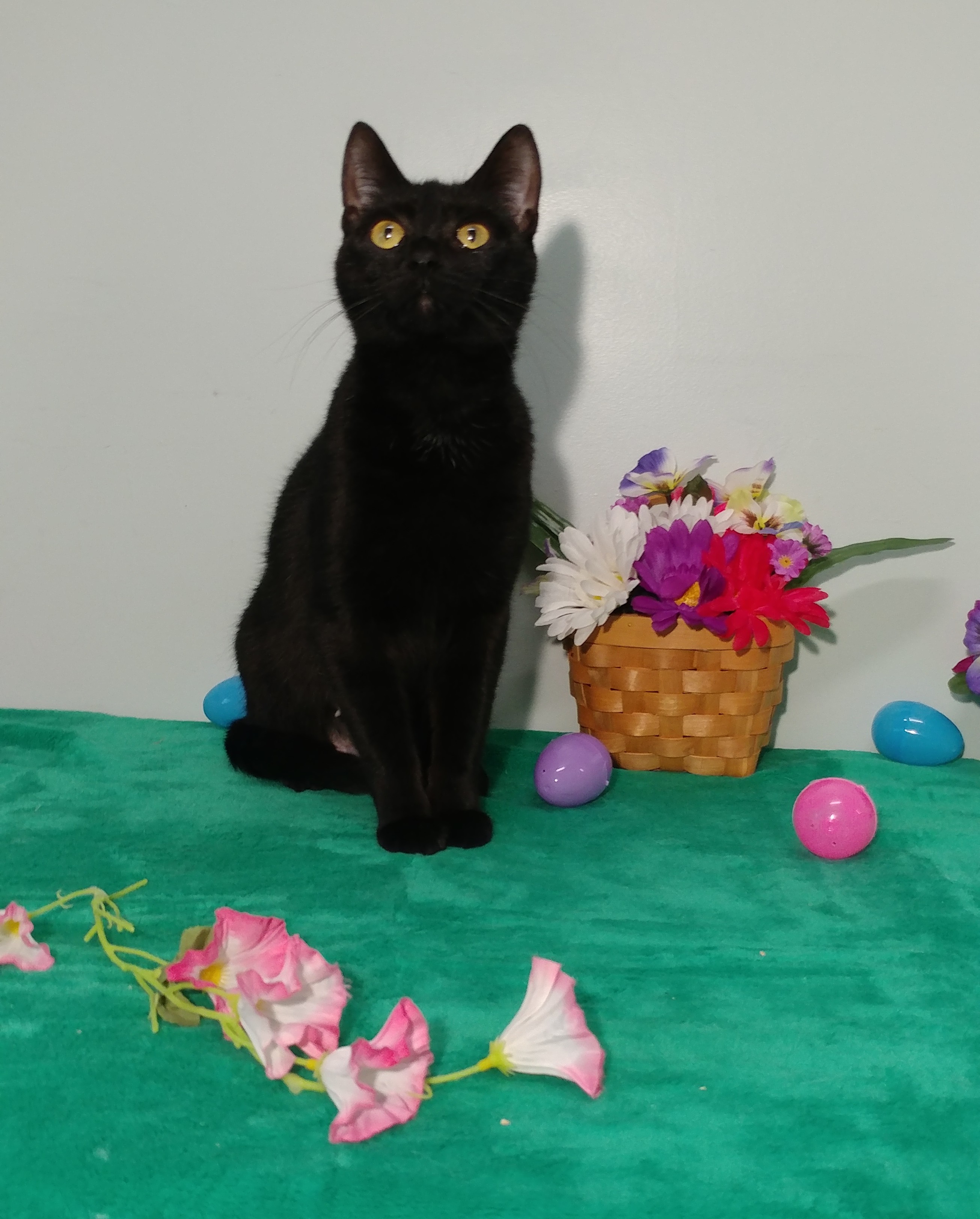 Rose, an adoptable Domestic Short Hair in Mount Vernon, OH, 43050 | Photo Image 3