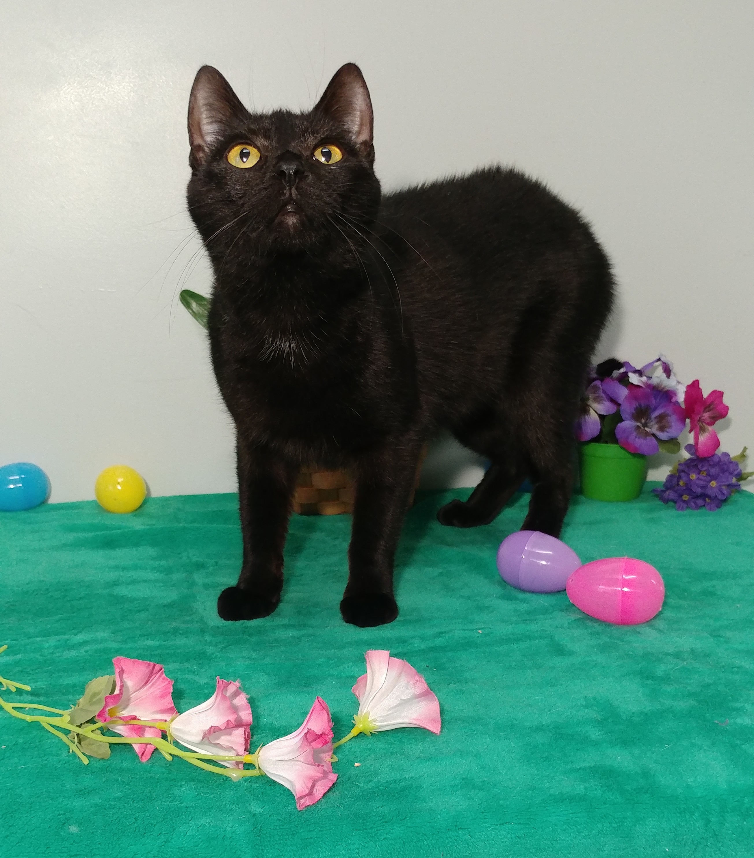 Rose, an adoptable Domestic Short Hair in Mount Vernon, OH, 43050 | Photo Image 4