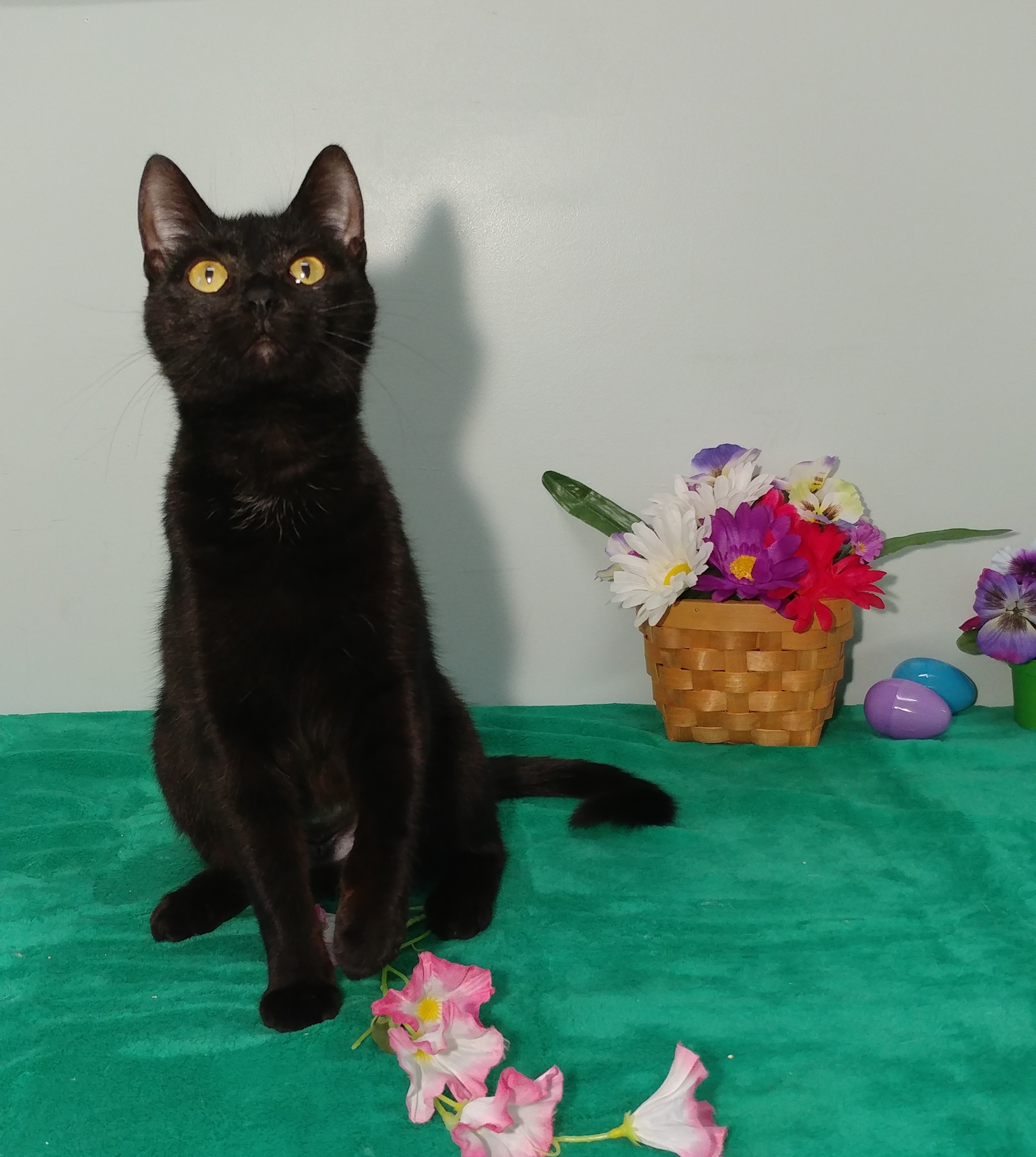 Rose, an adoptable Domestic Short Hair in Mount Vernon, OH, 43050 | Photo Image 1