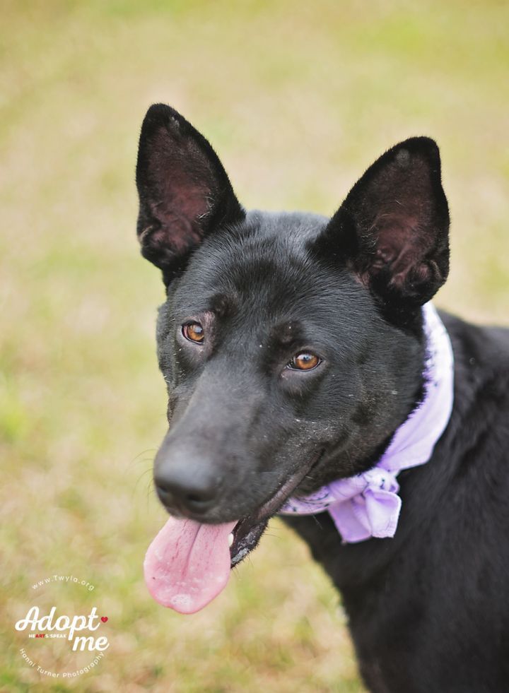Annabelle, an adopted German Shepherd Dog & Husky Mix in Kingwood, TX_image-1