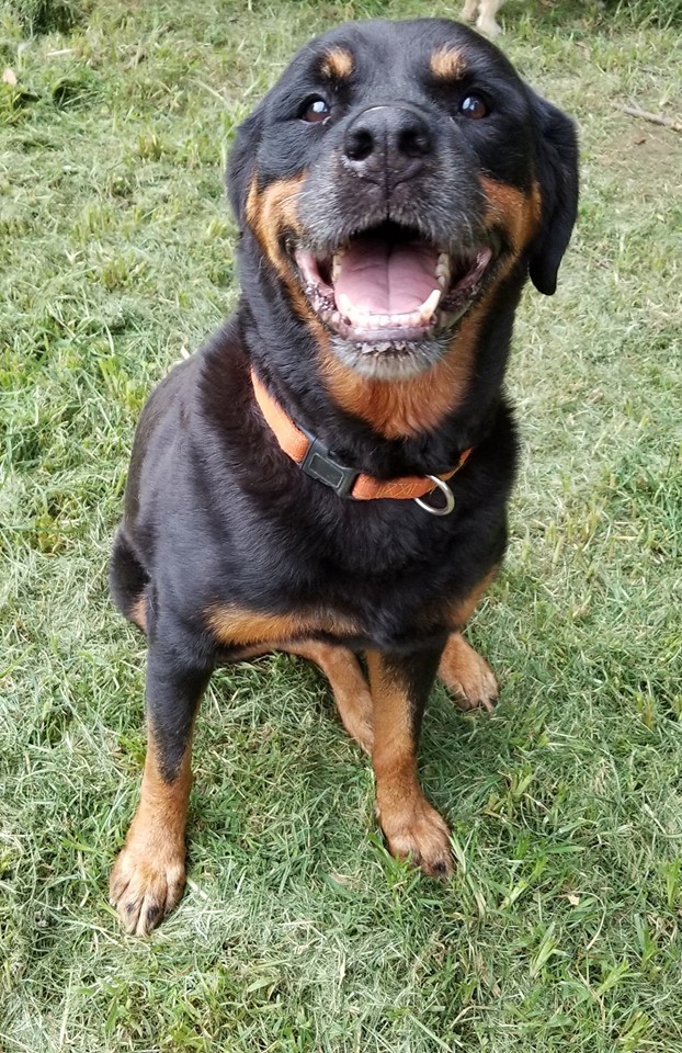 Rottweiler Dog Baby