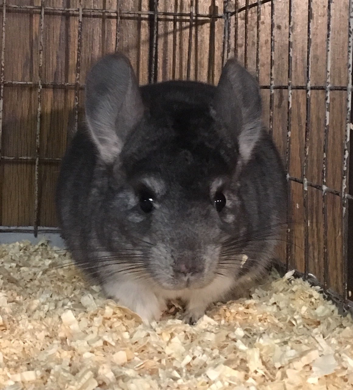 5 5 Month Old Standard Grey Female Chinchilla detail page
