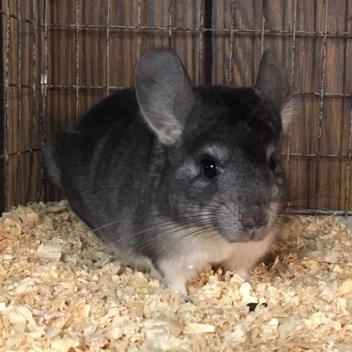 5.5 Month Old Standard Grey Female Chinchilla 2